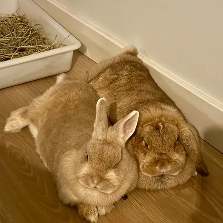 Apartamento Passivhaus Kostoenea *